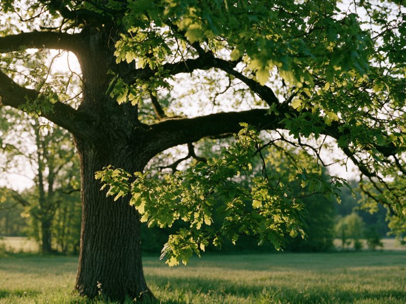 Gesunder Baum als Sinnbild für Renaturierung und Aufforstung